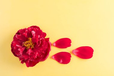 Güzel kırmızı şakayık sarı arka plan izole