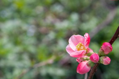 Daldaki çiçek tomurcukları. Baharda bir elma ağacının güzel pembe çiçekleri
