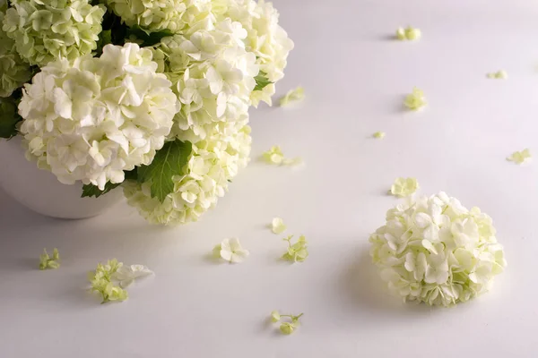 A bouquet of white and green flowers hydrangea in a vase and petals on a white background