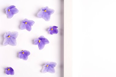 Beyaz arka planda mor çiçekler. Üst görünüm, kopyalama alanı. Düz yatıyordu.