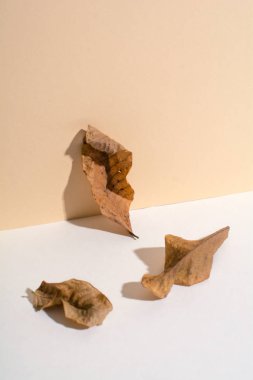 Sonbahar konsepti. Pastel arka planda kahverengi yapraklar. Kurutulmuş yapraklar. Minimalizm.