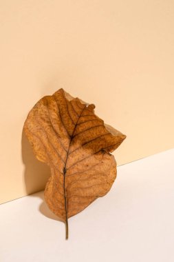 Sonbahar konsepti. Pastel arka planda kahverengi yapraklar. Kurutulmuş yapraklar. Minimalizm.