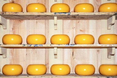 Hollanda peyniri. Raflarda peynir olgunlaşması. Hollanda