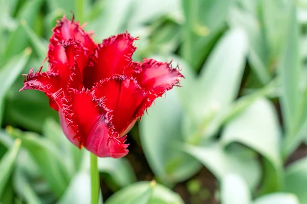 Beautiful red tulip with spikes in garden. Spring background. — Stock Photo, Image