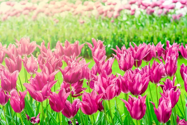 美丽的粉红色花郁金香在花园里 弹簧背景 — 图库照片
