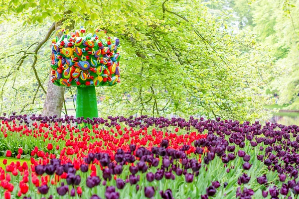 Fleurs de tulipes en fleurs dans le jardin Keukenhof, Lisse, Pays-Bas — Photo