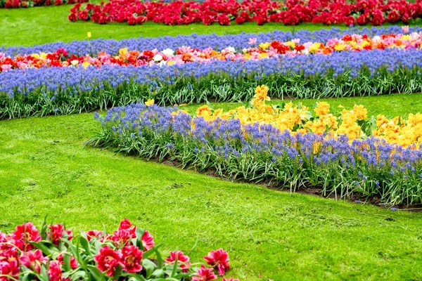 Floraison de fleurs colorées dans le jardin — Photo