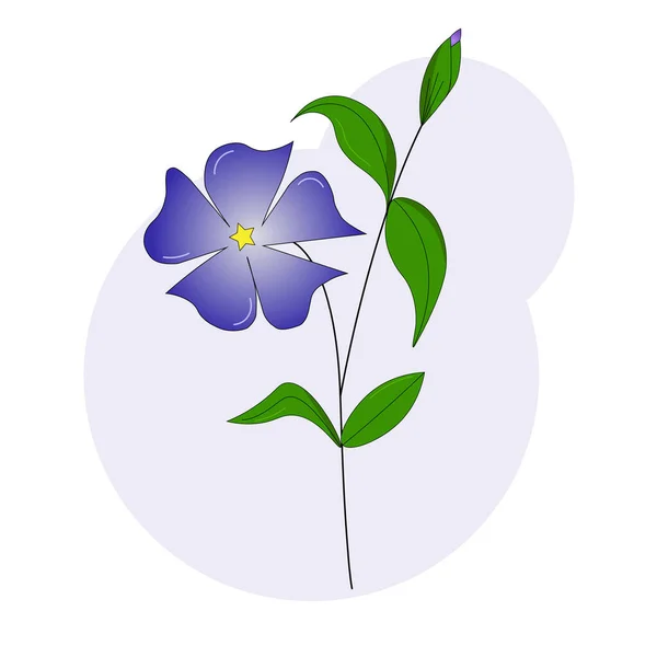 Beautiful Purple Periwinkle Flower — Stock Vector