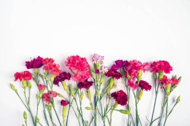 Çiçek kompozisyonu. Beyaz arka planda renkli karanfillerden yapılmış bir çerçeve. Düz konum, üst görünüm, kopyalama alanı.