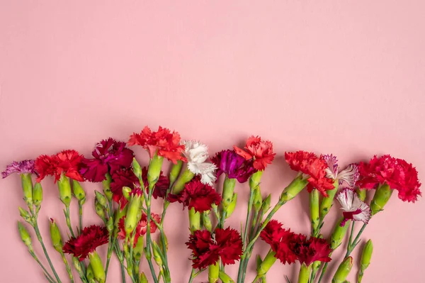 Blommor Sammansättning Ram Färgade Nejlikor Blommor Rosa Bakgrund Platt Låg — Stockfoto