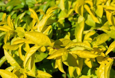 Muhteşem tropik bitkiler. Filipinler. Palawan Adası