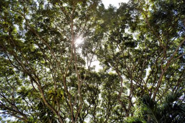 Kocaman bir tropik ağaç taç. Filipinler.
