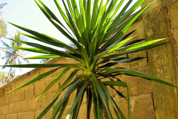 Verbazingwekkende Tropische Planten Filippijnen — Stockfoto