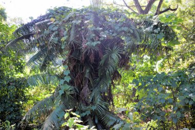 Sıradışı güzel tropikal ağaçlar. Filipinler.