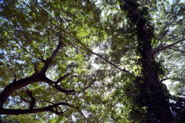 Kocaman bir tropik ağaç taç. Filipinler.