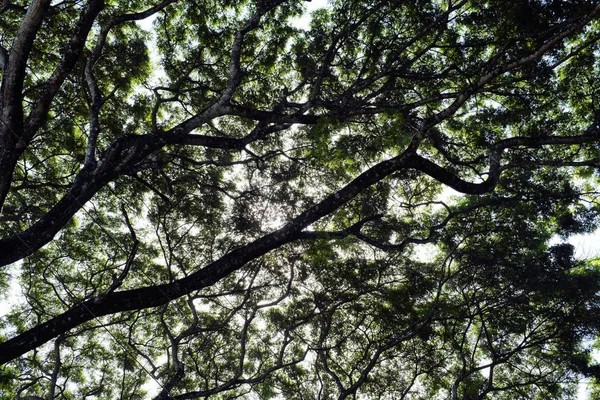 Корона Огромного Тропического Дерева Филиппины — стоковое фото