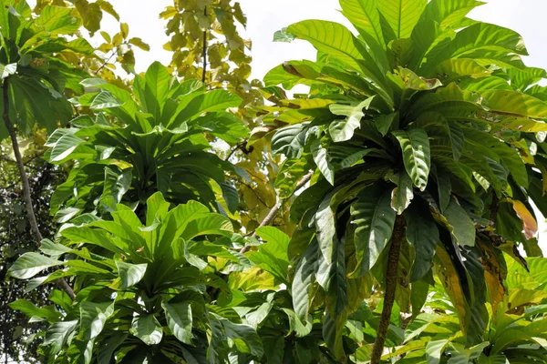 Verbazingwekkende Tropische Plant Filippijnen Palawan — Stockfoto