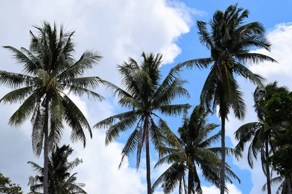 Krásná Trika Kokosových Palem Proti Obloze Filipíny Palawan — Stock fotografie