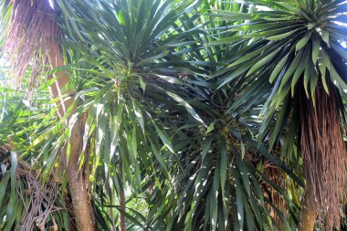 Parlak yeşil tropikal bitki örtüsü. Filipinler.