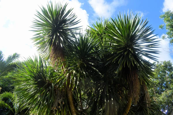 Bright Green Vegetation Tropics Philippines — Stock Photo, Image