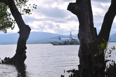 Mangrov ağaçlar deniz kıyısında. Filipinler.