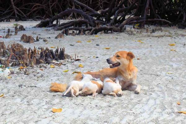 Three puppies suck milk from their mothers dog