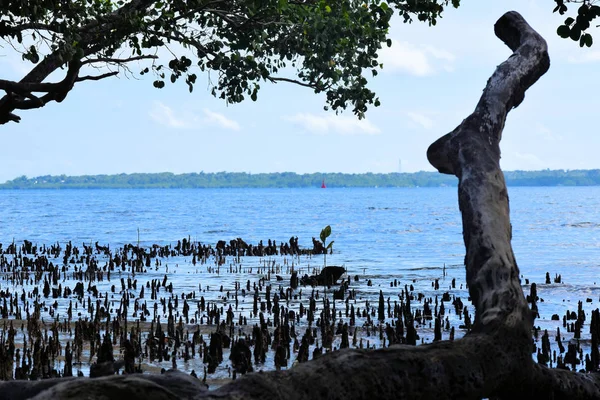 Mangrovenbäume Der Küste Des Meeres Philippinen — Stockfoto