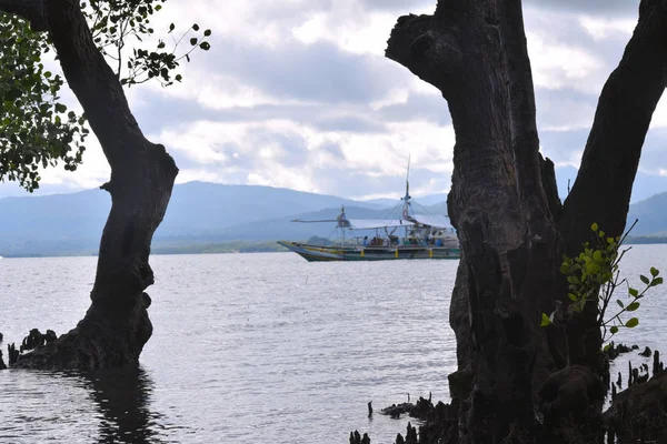 맹그로브 나무는 바다의 안입니다 필리핀 스톡 사진