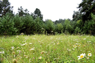 Taiga 'da orman çiçekleri açık değildir. Ormanda Papatya Yazı. Sibirya.