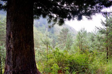 Yağmurdan sonra yazın kozalaklı orman. Sibirya.