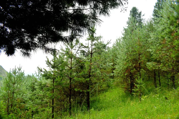 Lasy Iglaste Latem Deszczu Syberia — Zdjęcie stockowe