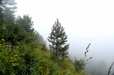 Kozalaklı ormanda sabah sisi. Sibirya 'da. Peyzaj.