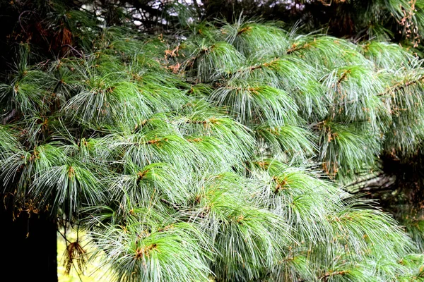 Dichte Cedernaalden Evergreen Ceder Naaldbos Siberië Wilde Natuur Zomer — Stockfoto