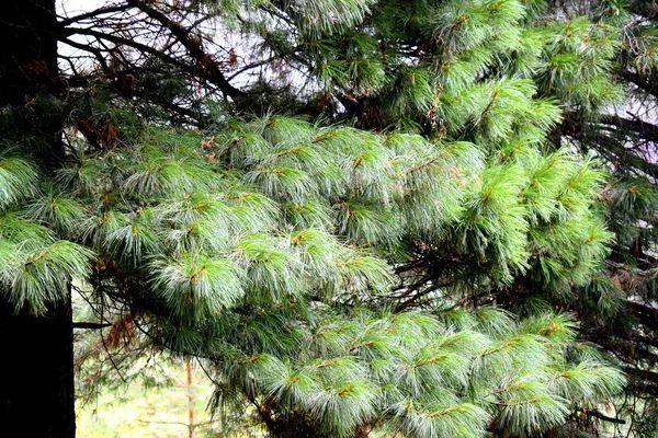 浓密的雪松针头 常青香柏木针叶林 西伯利亚 — 图库照片