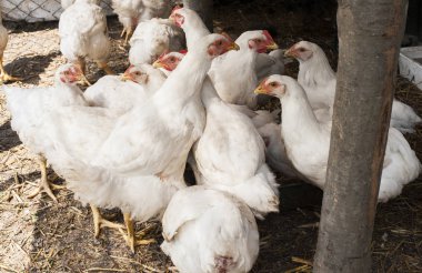 geleneksel ücretsiz aralığı tavuk üzerinde beyaz tavuk 