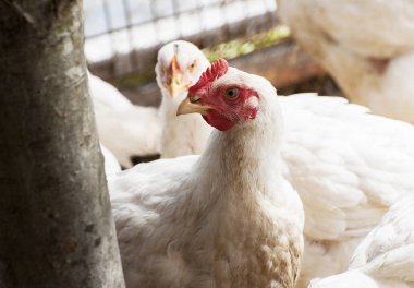 geleneksel ücretsiz aralığı tavuk üzerinde beyaz tavuk 