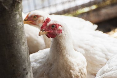 geleneksel ücretsiz aralığı tavuk üzerinde beyaz tavuk 