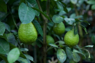 Seradaki limon ağacı, olgunlaşmamış büyük yeşil limon meyvesi, yakın plan, tarım kavramı. 