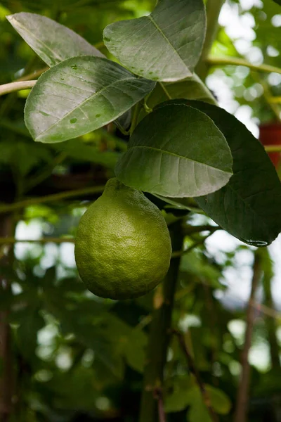 Lemon tree in greenhouse, unripe big green lemons fruit, close-up, agriculture concept