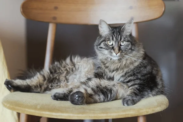 Krásné Dlouhé Vlasy Kočka Ležící Židli Doma Při Pohledu Fotoaparát — Stock fotografie