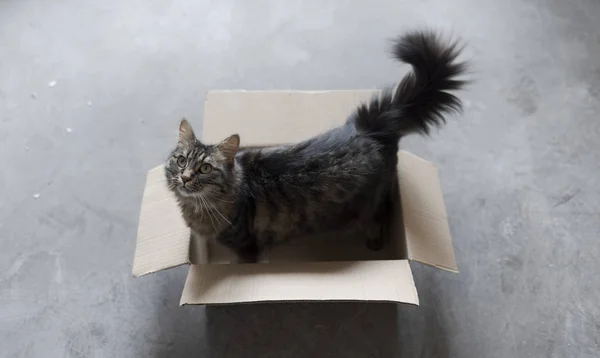 可爱的长发猫在地板上的纸板盒里玩耍 — 图库照片