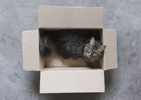 床に段ボール箱で遊ぶかわいい長い髪の猫 — ストック写真