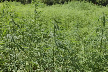 Gür alanlar endüstriyel kenevir hasat önce yaz aylarında: Tarım ve alternatif tıp kavramı