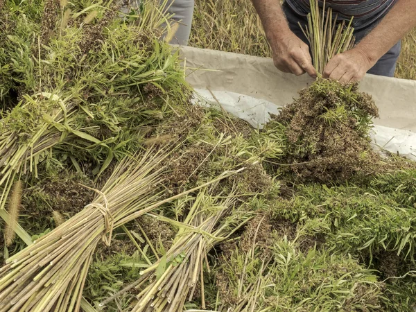 プロ農家の新鮮な収穫の麻の束を結ぶ茎 産業用大麻栽培 — ストック写真