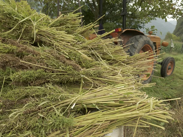 Bundles of hemp plants on the trailer and tractor: industrial hemp cultivation concept