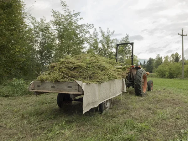 Kötegek Kender Növény Mezőgazdasági Pótkocsi Mezők Háttérben Ipari Kender Termesztése — Stock Fotó