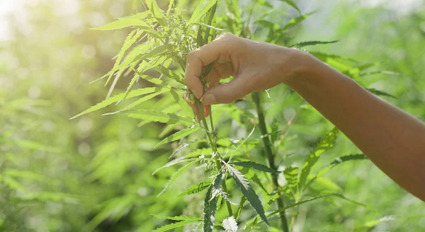 Farmer Checking Hemp Plants Fields Harvesting She Picking Seed Hand — Stock Photo, Image