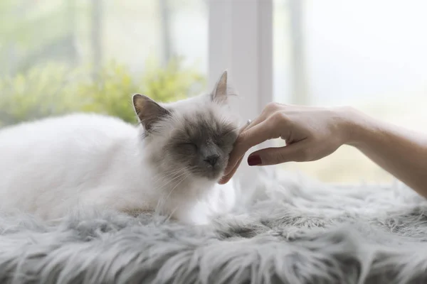 Beautiful cat lying on a fluffy carpet next to a window, a woman is petting her