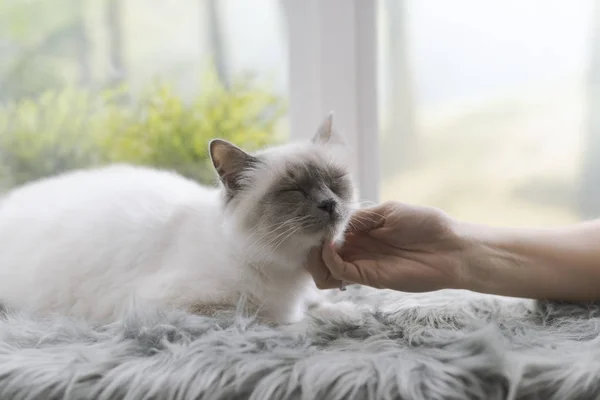 Pisica Frumoasă Întinsă Covor Pufos Lângă Fereastră Femeie Mângâie — Fotografie, imagine de stoc