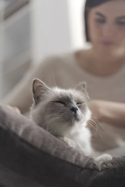 Mujer Joven Acariciando Hermoso Gato Casa Ella Está Acostada Cojín —  Fotos de Stock